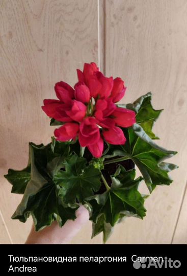 Пеларгония герань сортовая