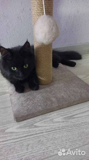 Кот