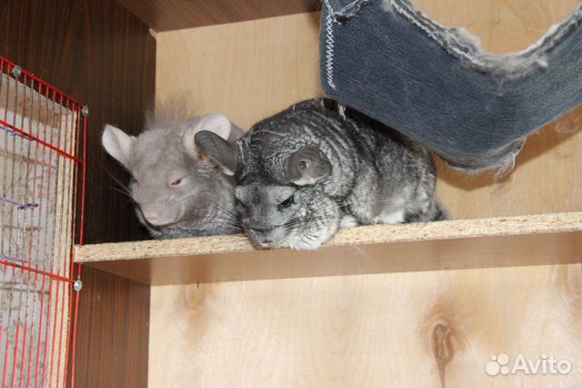 Собаки ревда. Бездомные животные. Котенок и шмель. Животное из ревды. Приюты в ревде.