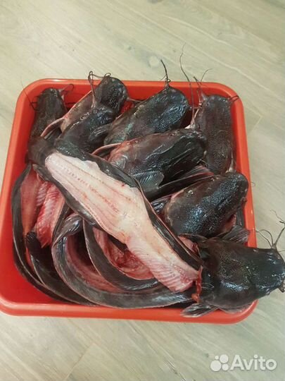 Рыба свежая, живая