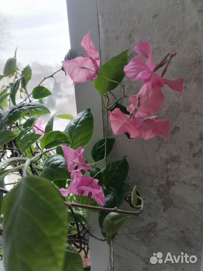 Бугинвилия