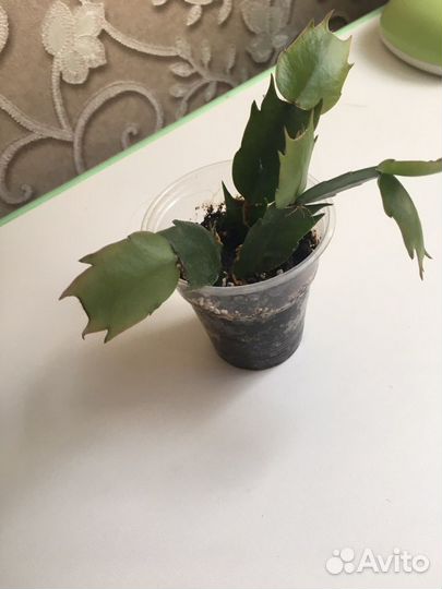 Декабрист шлюмбергера