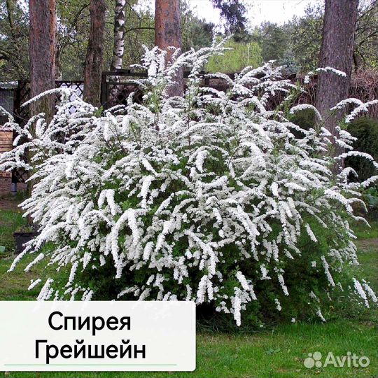 Калина Бульденеж, Миндаль,Спиреи