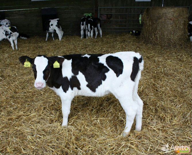 Бычки.телята