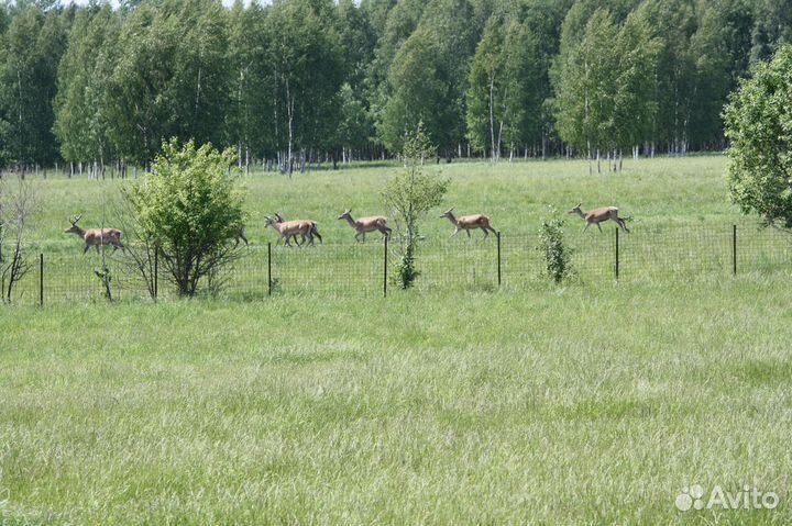 Олень, Благородный, Красный, Европейский