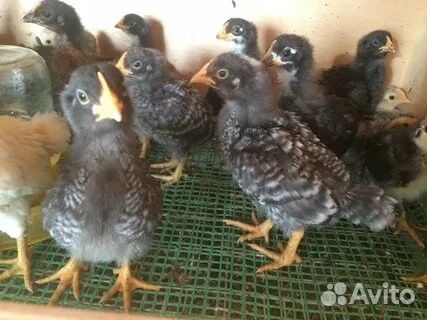 Цыплята доминанты