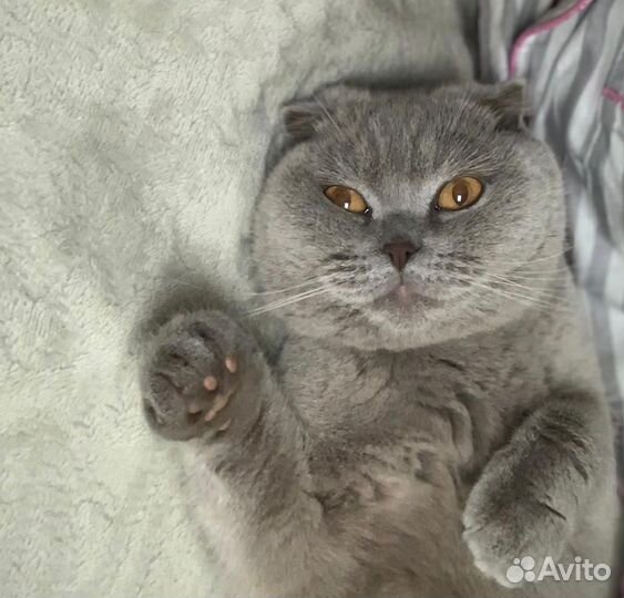 Вязка кошки