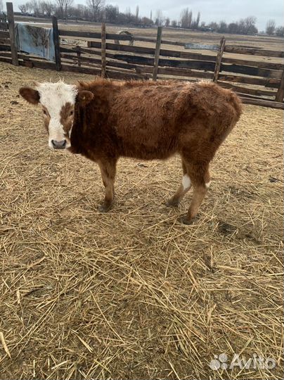 Коровы и телки стельные