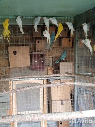 Ожереловый попугай