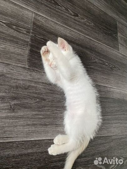 Отдам бесплатно котика