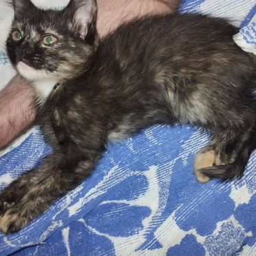 Йоркский шоколадный котёнок