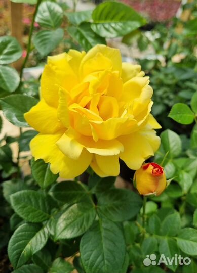 Саженцы роз