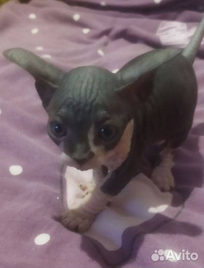 Канадский сфинкс