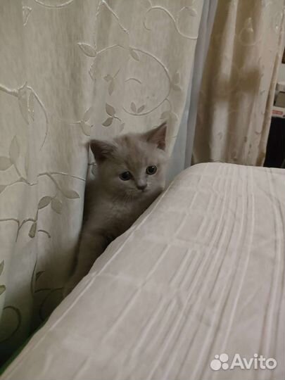 Шотландская кошка