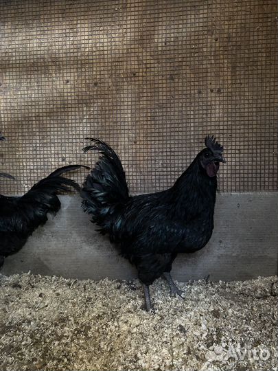 Петухи Ухейилюй