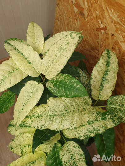 Фикус Алтиссима Нью клон