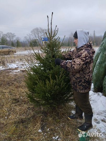 Ель новогодняя