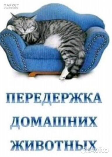 Передержка кошек и собак домашняя. Зоогостиница