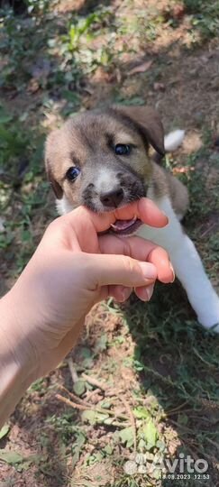 В добрые ручки