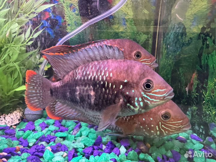 Акара бирюзовая