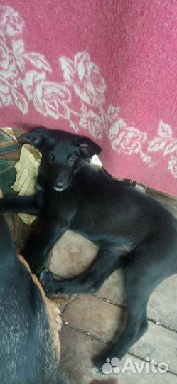 Отдам в добрые руки