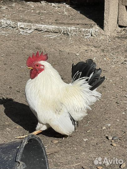 Петух продам
