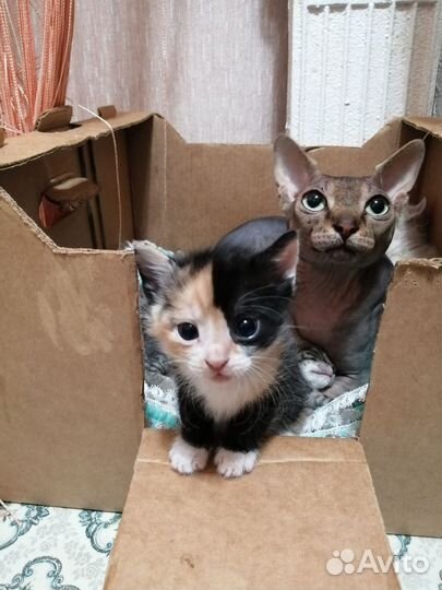 Донской сфинкс котята браш