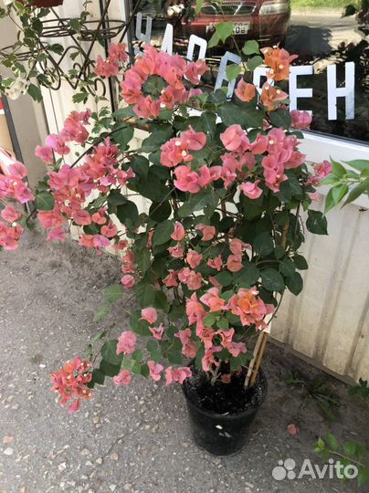 Бугенвиллия