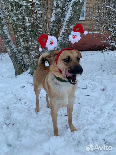 Собака в добрые руки