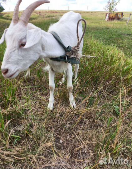 Козы и козлики