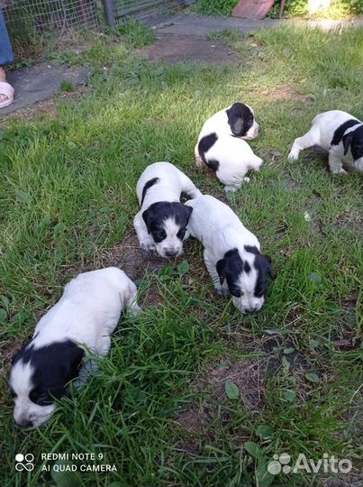 Русский охотничий спаниель щенки