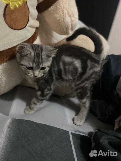 Шотланский котик