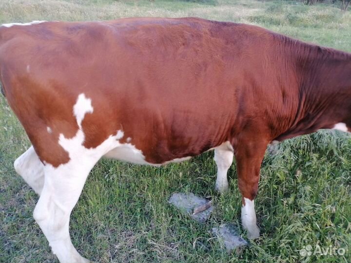 Продаются телки