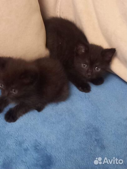 Котëнок в добрые руки