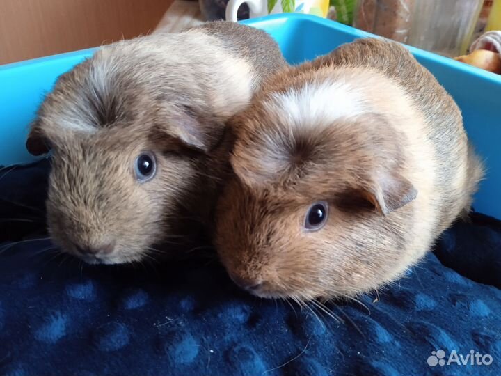 Морские свинки девочки