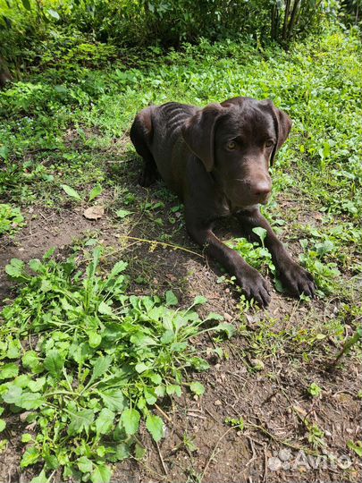 Собака шоколадный лабрадор