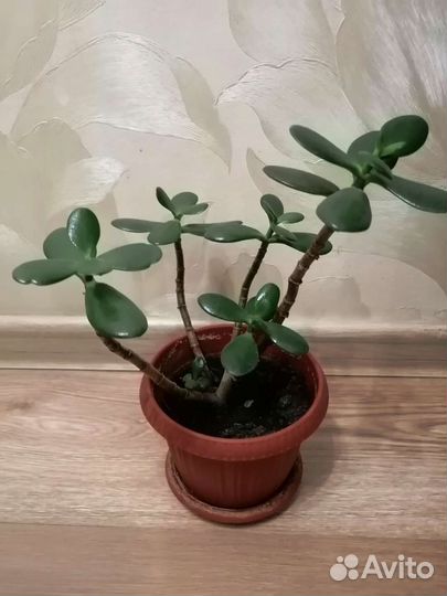 Денежное дерево