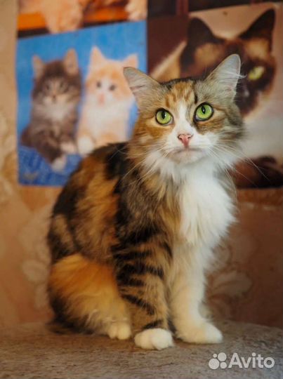 Зеленоглазое чудо Муся