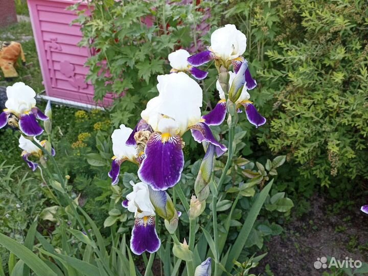 Ирисы. Лилии