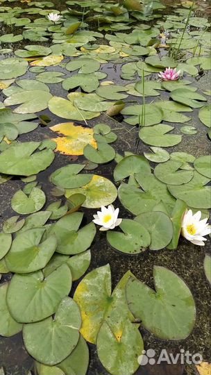 Нимфеи кувшинки