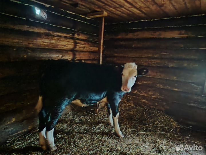 Продажа телушки на племя