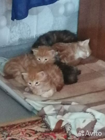 Мейн-кун девочки