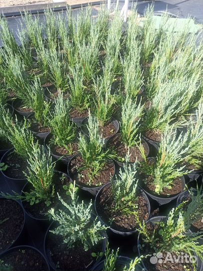 Можжевельник Блю Эрроу С3