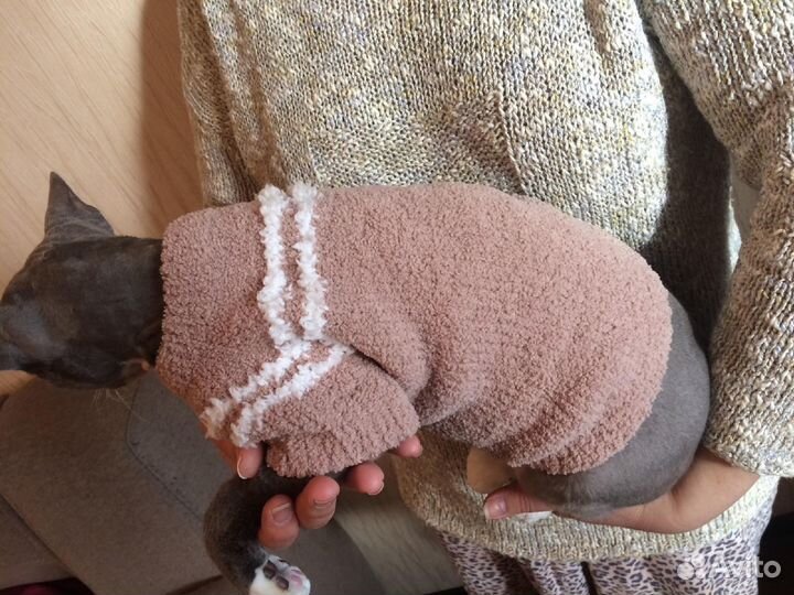 Одежда для кошек