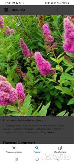 Саженцы спиреи Дуглас