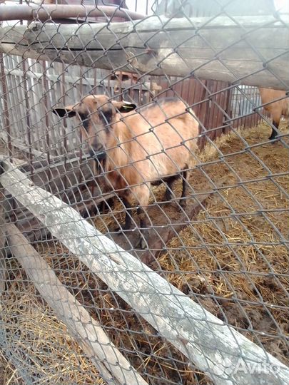 Козлята дойных коз