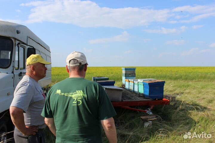 Мёд - разные сорта, своя пасека. Магнитогорск