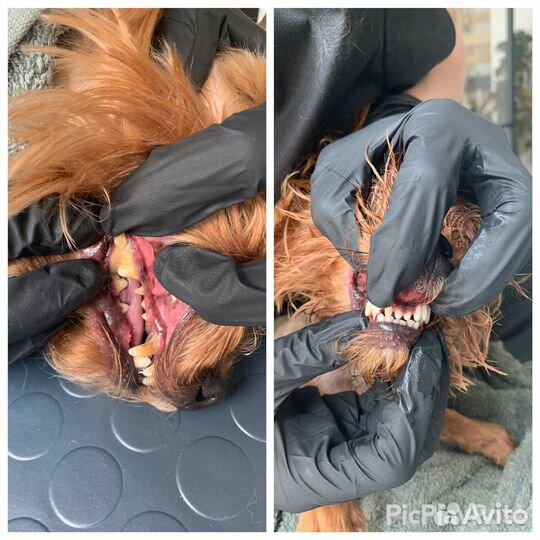 Груминг, уз чистка зубов