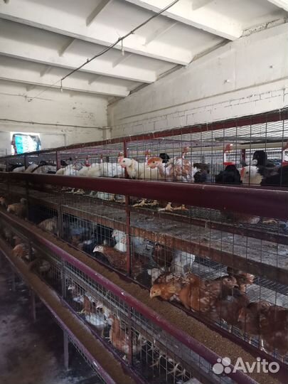 Куры несушки