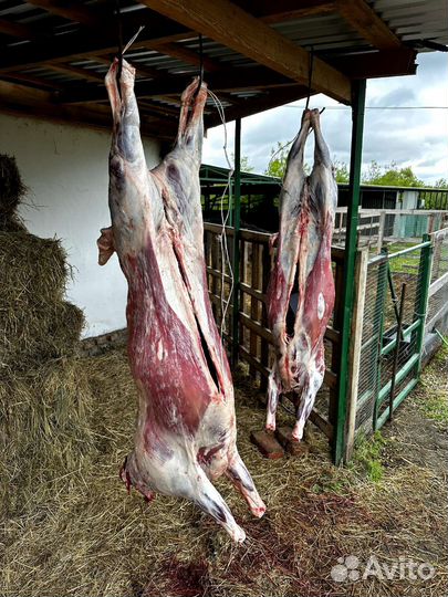 Мясо баранина